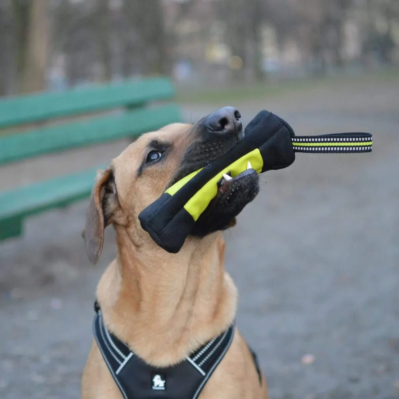 Truelove cão treinamento retri - Food Storage Reusable Bags avaliação e preço